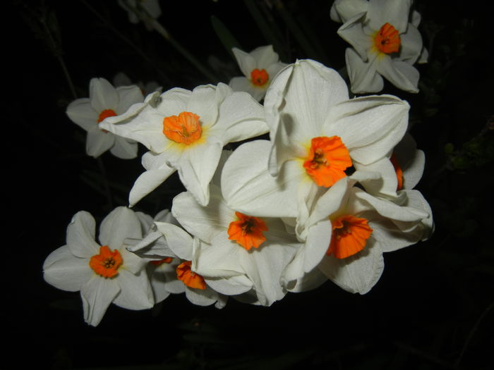 Narcissus Geranium (2015, April 12) - Narcissus Geranium