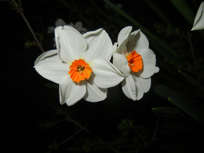 Narcissus Geranium (2015, April 12) - Narcissus Geranium