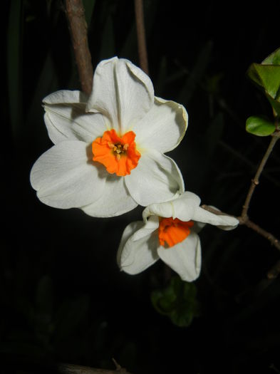 Narcissus Geranium (2015, April 12) - Narcissus Geranium