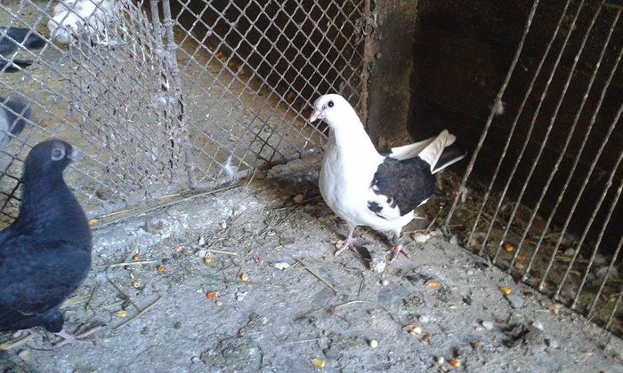 11119029_696638120462757_1457291463_n