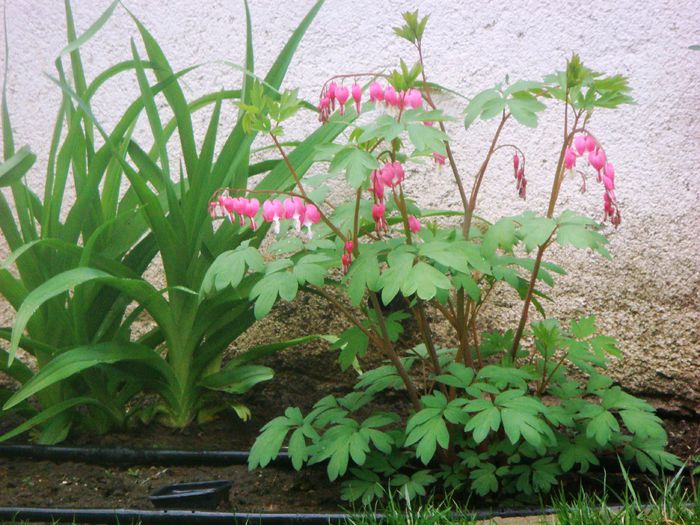 dicentra 2015-04-20 (2)