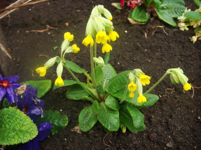 primula officinalis 2015-04-20