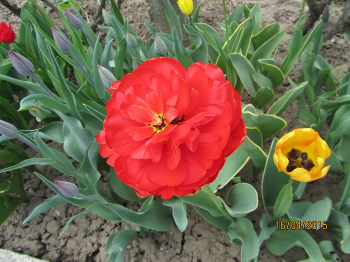 IMG_0122 - Flori de gradina-2015Primavara