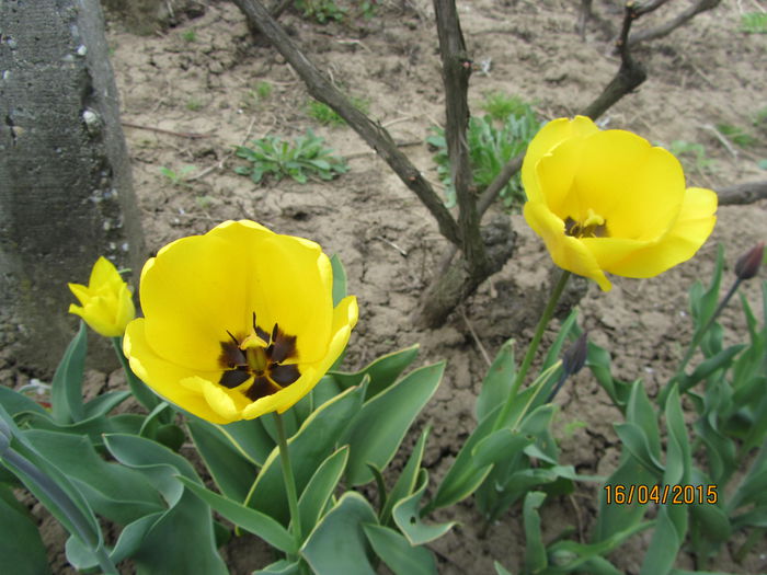 IMG_0123 - Flori de gradina-2015Primavara