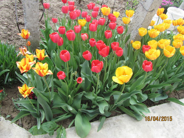 IMG_0126 - Flori de gradina-2015Primavara