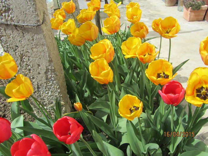 IMG_0151 - Flori de gradina-2015Primavara