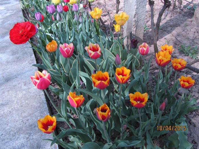 IMG_0160 - Flori de gradina-2015Primavara