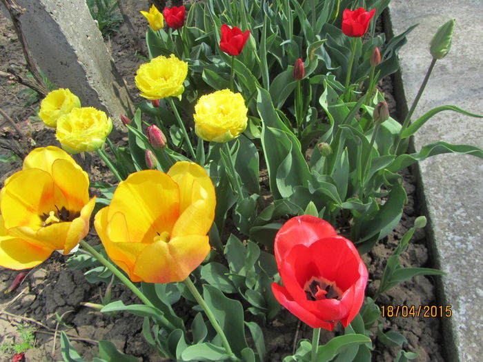 IMG_0161 - Flori de gradina-2015Primavara