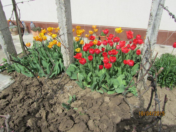 IMG_0184 - Flori de gradina-2015Primavara
