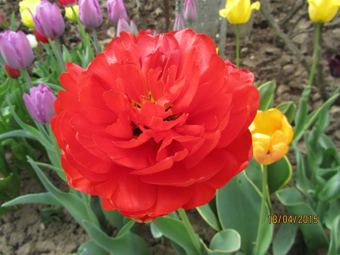 IMG_0189 - Flori de gradina-2015Primavara