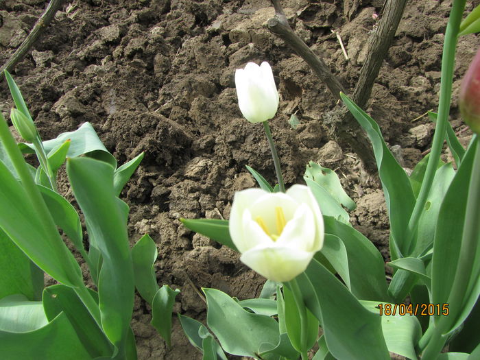 IMG_0191 - Flori de gradina-2015Primavara