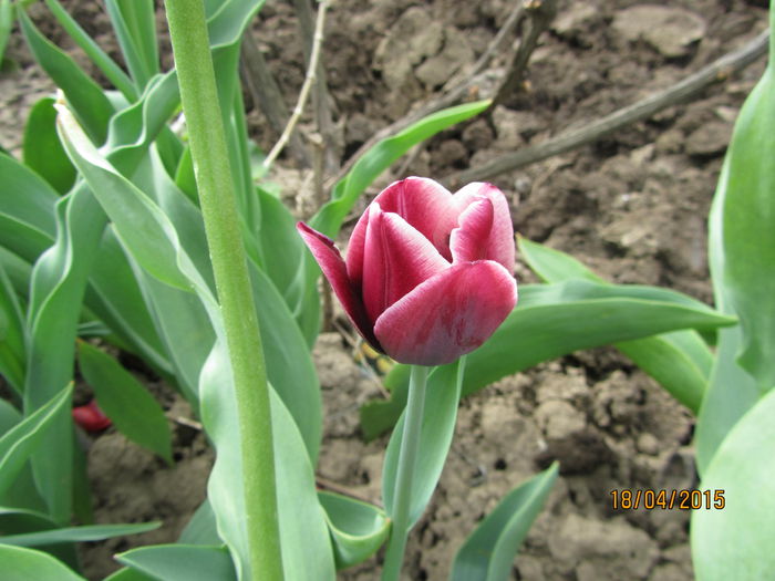 IMG_0192 - Flori de gradina-2015Primavara