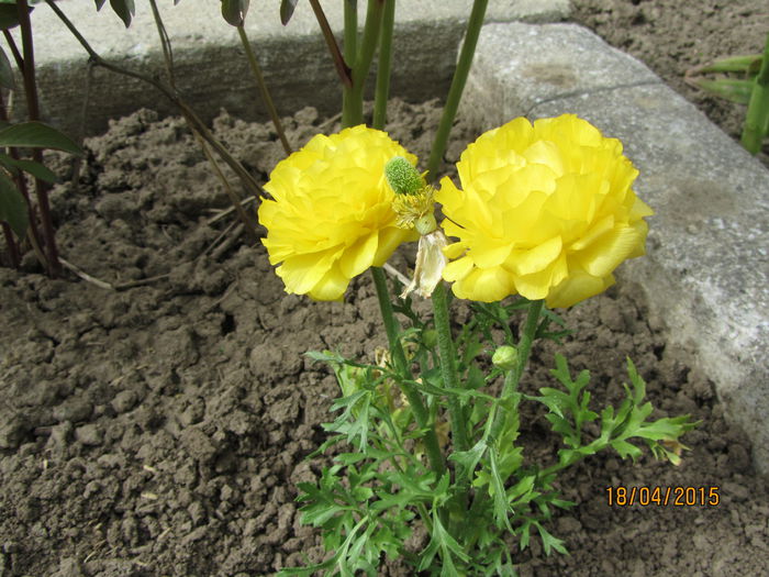 IMG_0199 - Flori de gradina-2015Primavara
