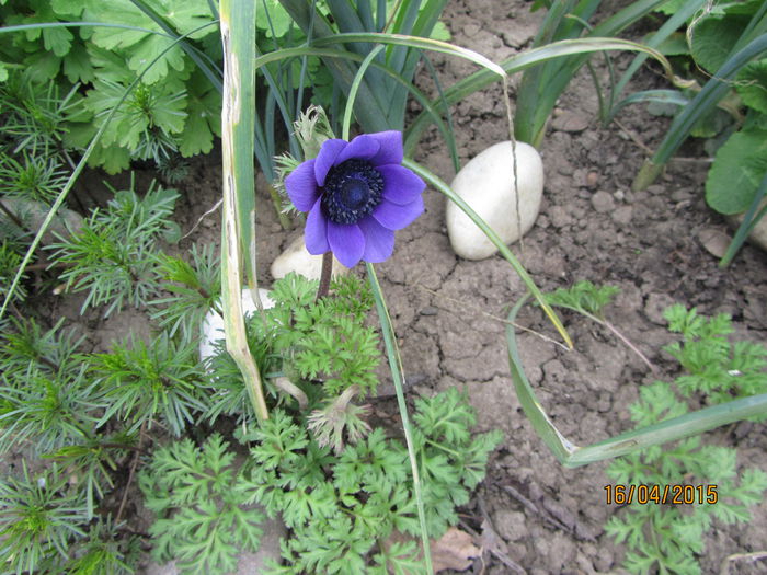 IMG_0132 - Flori de gradina-2015Primavara