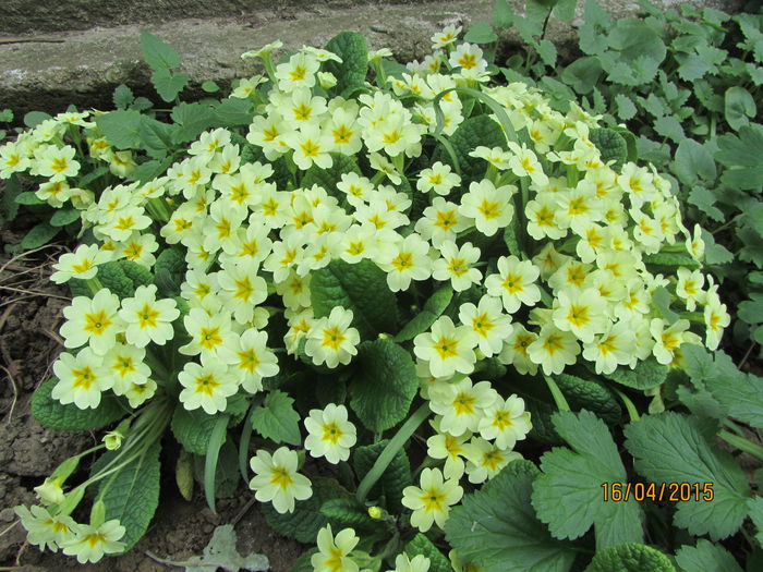 IMG_0127 - Flori de gradina-2015Primavara