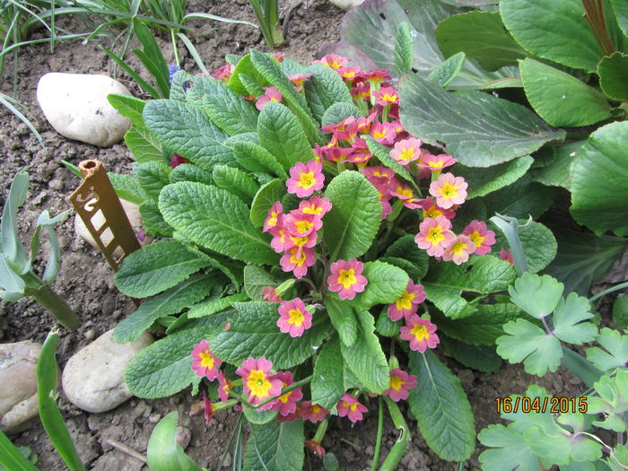 IMG_0130 - Flori de gradina-2015Primavara