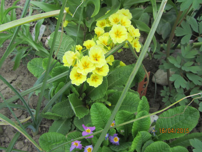 IMG_0131 - Flori de gradina-2015Primavara