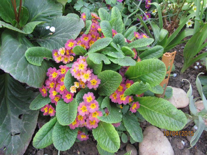 IMG_0171 - Flori de gradina-2015Primavara