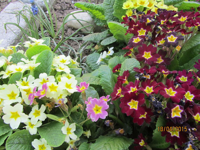 IMG_0173 - Flori de gradina-2015Primavara