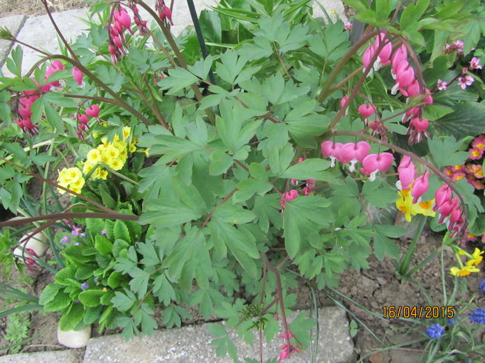 IMG_0133 - Flori de gradina-2015Primavara