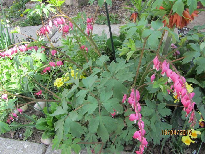 IMG_0170 - Flori de gradina-2015Primavara