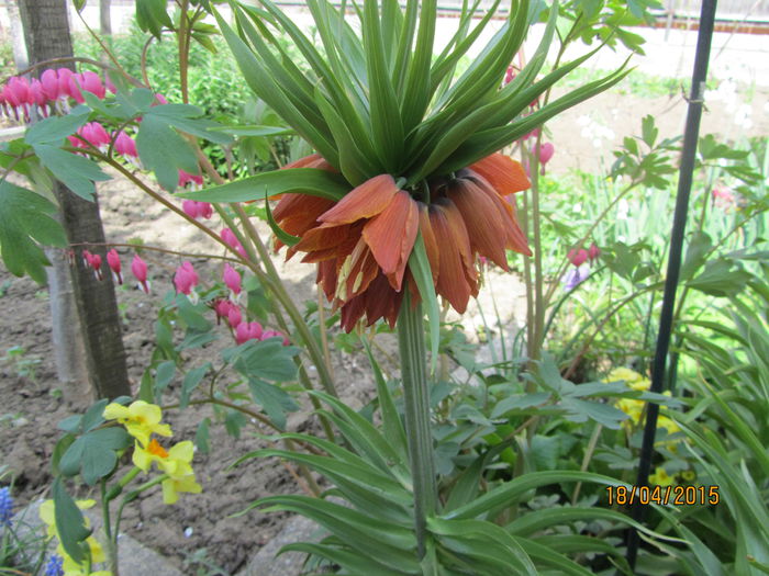 IMG_0175 - Flori de gradina-2015Primavara