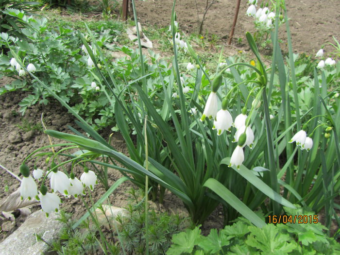 IMG_0138 - Flori de gradina-2015Primavara