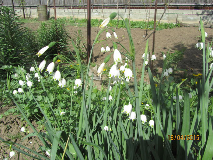 IMG_0176 - Flori de gradina-2015Primavara