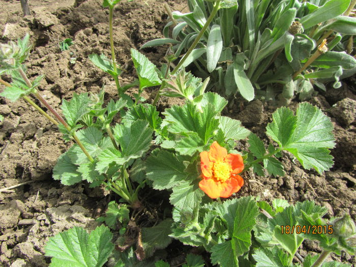 IMG_0182 - Flori de gradina-2015Primavara