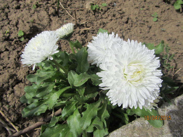 IMG_0183 - Flori de gradina-2015Primavara