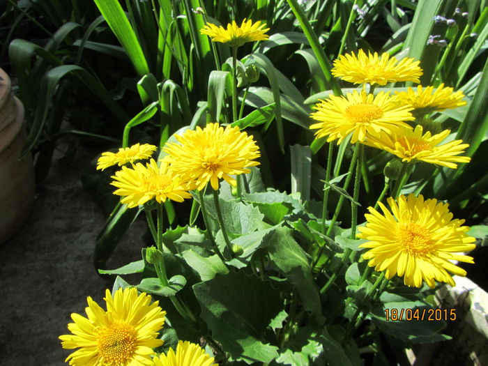 IMG_0180 - Flori de gradina-2015Primavara