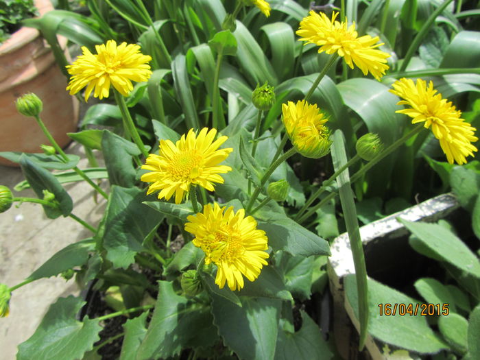 IMG_0139 - Flori de gradina-2015Primavara