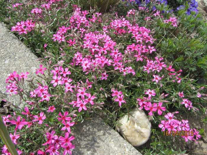 IMG_0142 - Flori de gradina-2015Primavara