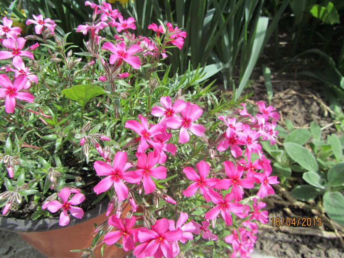 IMG_0146 - Flori de gradina-2015Primavara