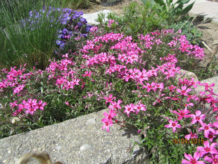 IMG_0148 - Flori de gradina-2015Primavara