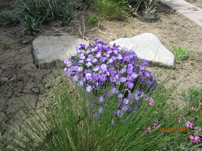 IMG_0149 - Flori de gradina-2015Primavara