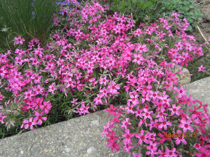 Phlox subulata - Flori de gradina-2015Primavara