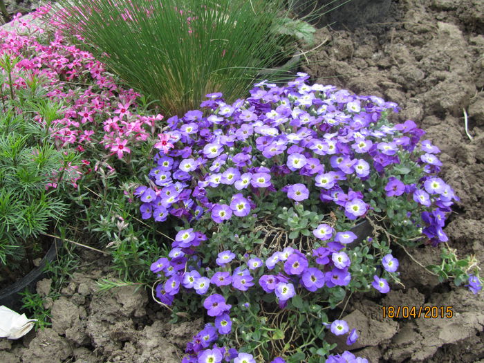 Aubrieta - Flori de gradina-2015Primavara