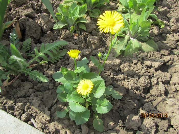 Iarba ciutei- Doronicum