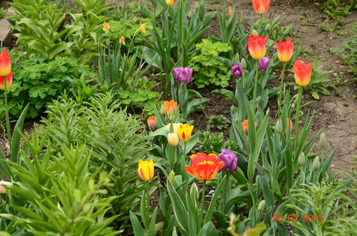 DSC_6459 - a-a FLORI - 2015