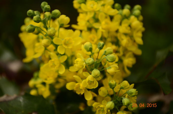 mahonia - a-a FLORI - 2015