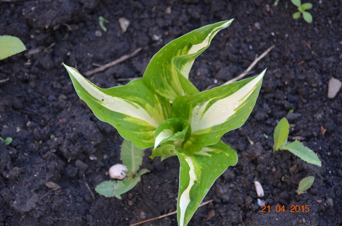 hosta - a-a FLORI - 2015