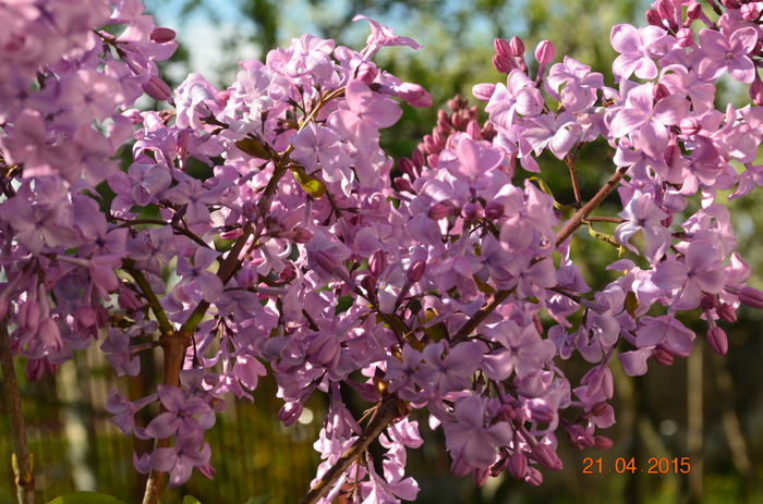 liliac
