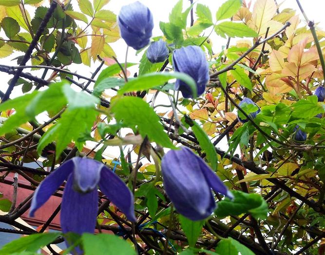 11 - Clematis