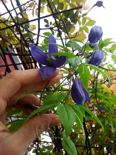 111 - Clematis