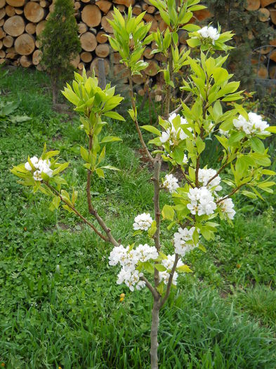 2299 - primavara 2015