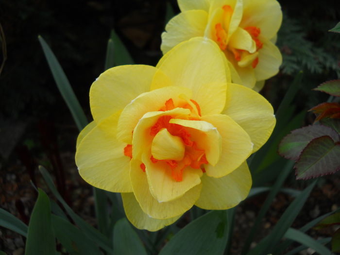 2303 - primavara 2015