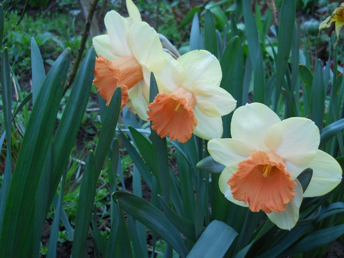 2307 - primavara 2015