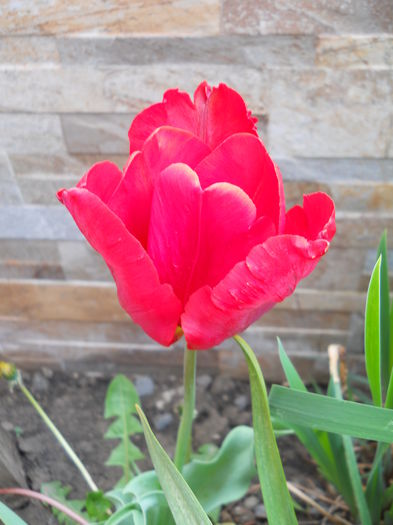 2309 - primavara 2015