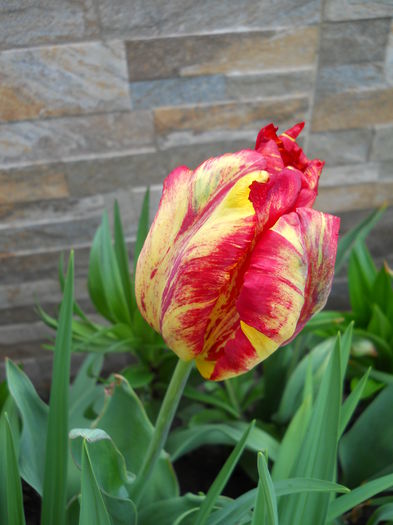 2310 - primavara 2015